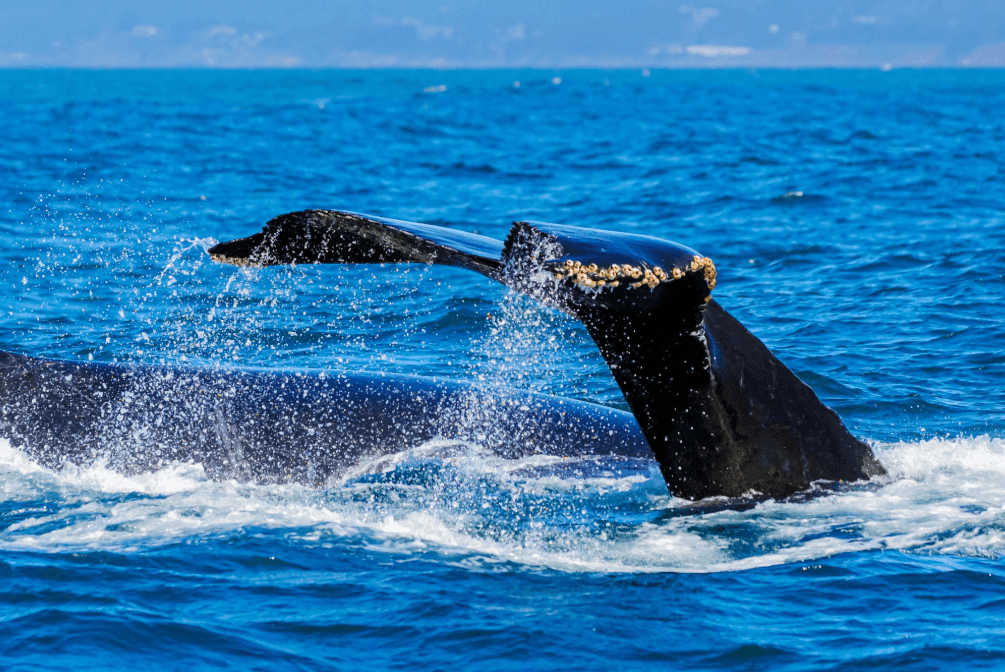 ¿Por qué aparecen ondas cuando las ballenas se esconden en la Bahía de Samaná?