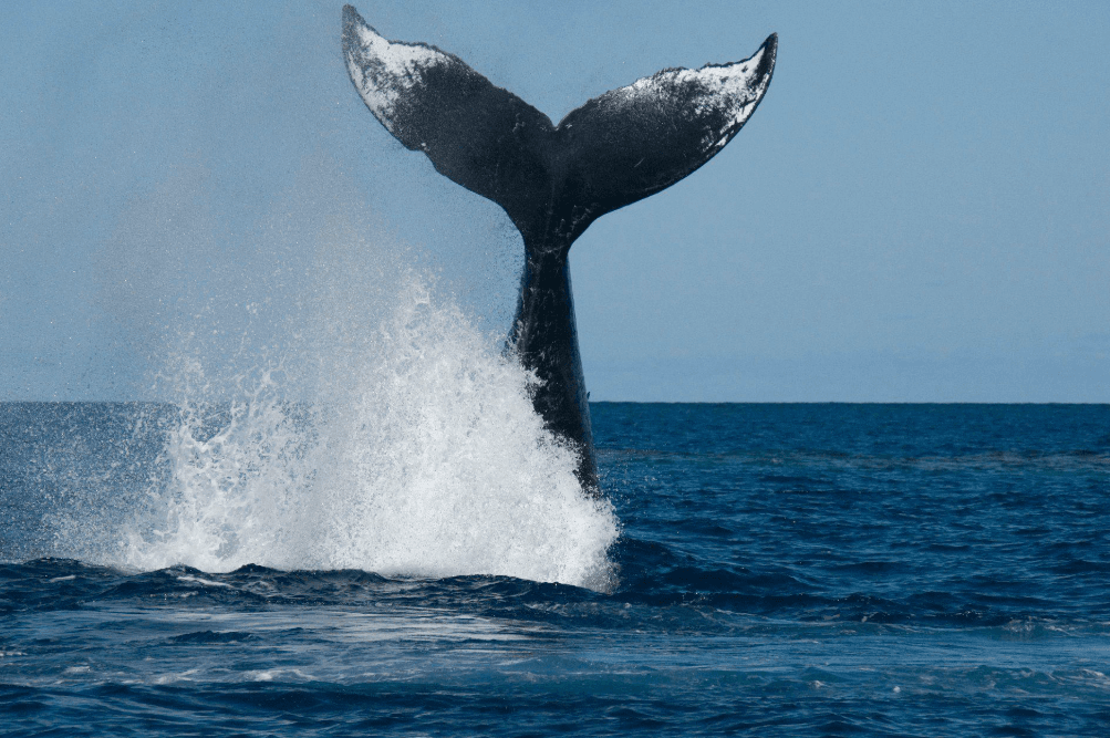 ¿Por qué las ballenas jorobadas muestran solo una parte de su espalda en la Bahía de Samaná?