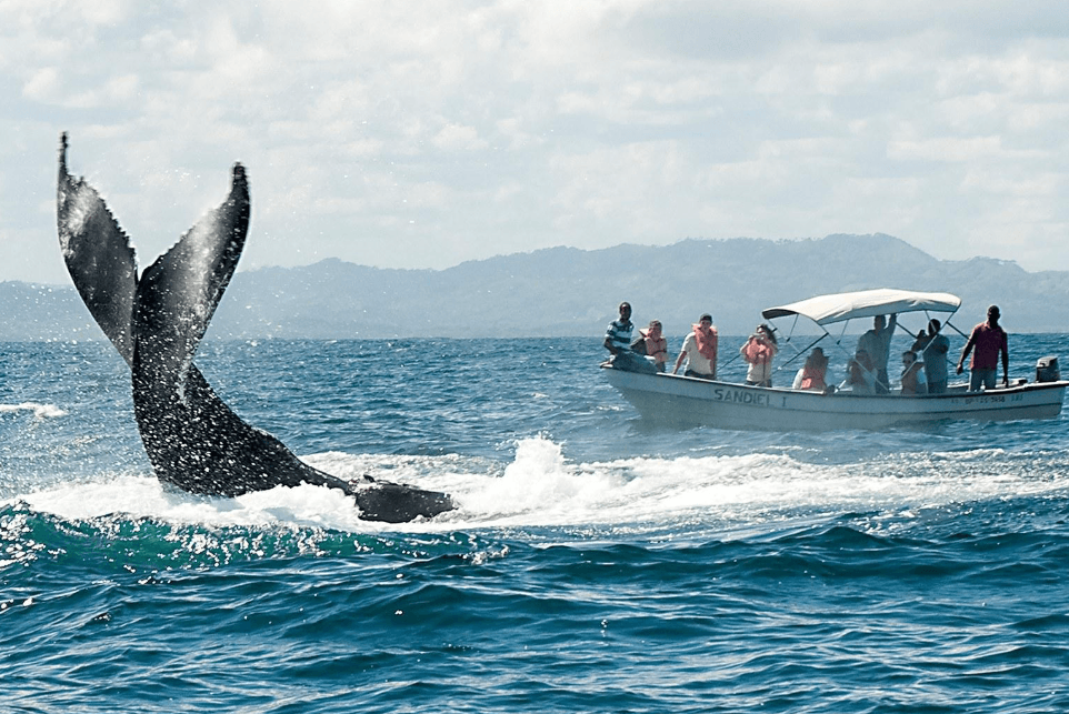 ¿Por qué las ballenas jorobadas emergen en ángulo en la Bahía de Samaná?