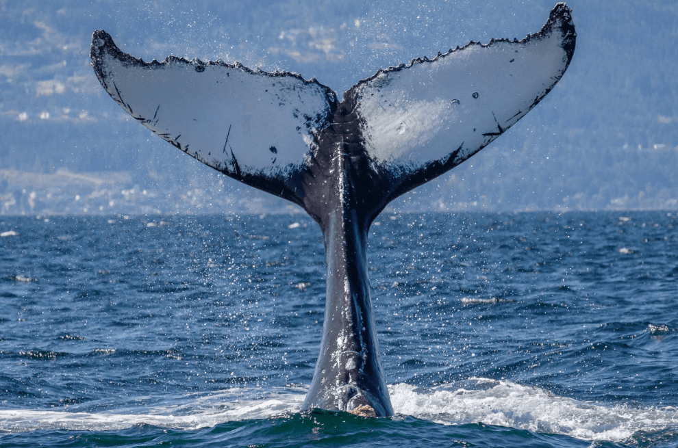 Ocean Temperature and Humpback Whales: What Changes?
