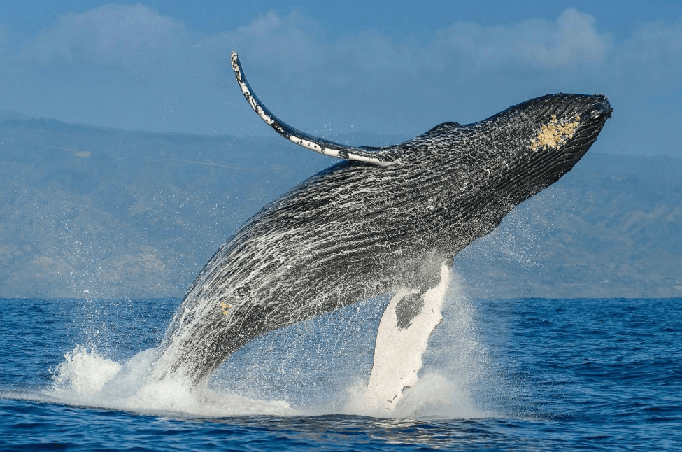 Cómo saber cuándo una ballena jorobada está a punto de bucear