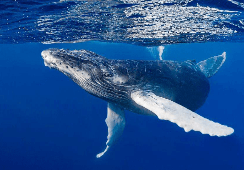 Temperatura del océano y ballenas jorobadas: ¿qué cambia?