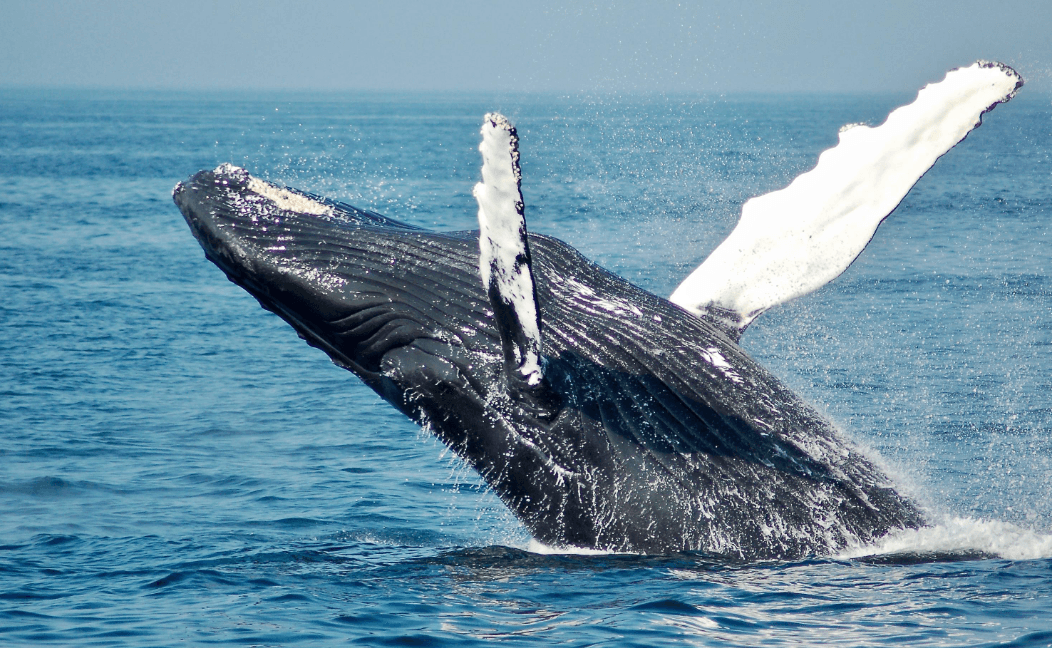 ¿Por qué las ballenas jorobadas levantan la cabeza en la Bahía de Samaná?