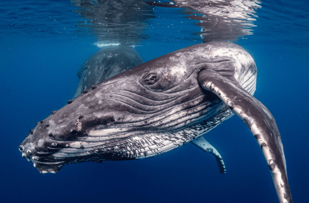 Lesiones de las ballenas jorobadas: causas, curación y recuperación