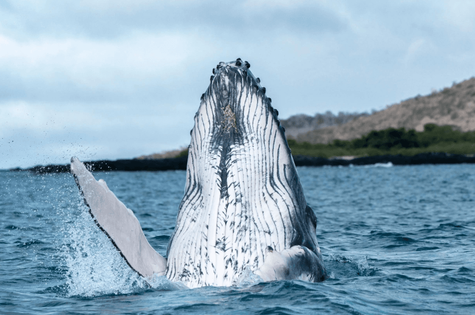 Por qué las ballenas jorobadas cambian de dirección bajo el agua en la Bahía de Samaná