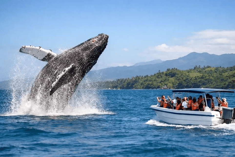 ¿Por qué las ballenas jorobadas cambian la velocidad de nado en la Bahía de Samaná?