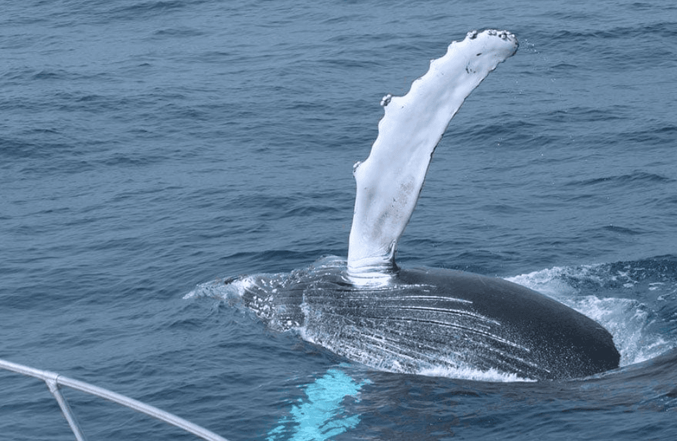 Piel de ballena jorobada: cómo las ballenas renuevan su piel
