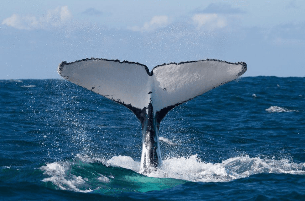 Percebes en ballenas jorobadas: qué hacen los piojos de las ballenas