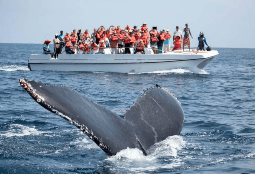 ¿Por qué las ballenas jorobadas nadan en círculos en Samaná?