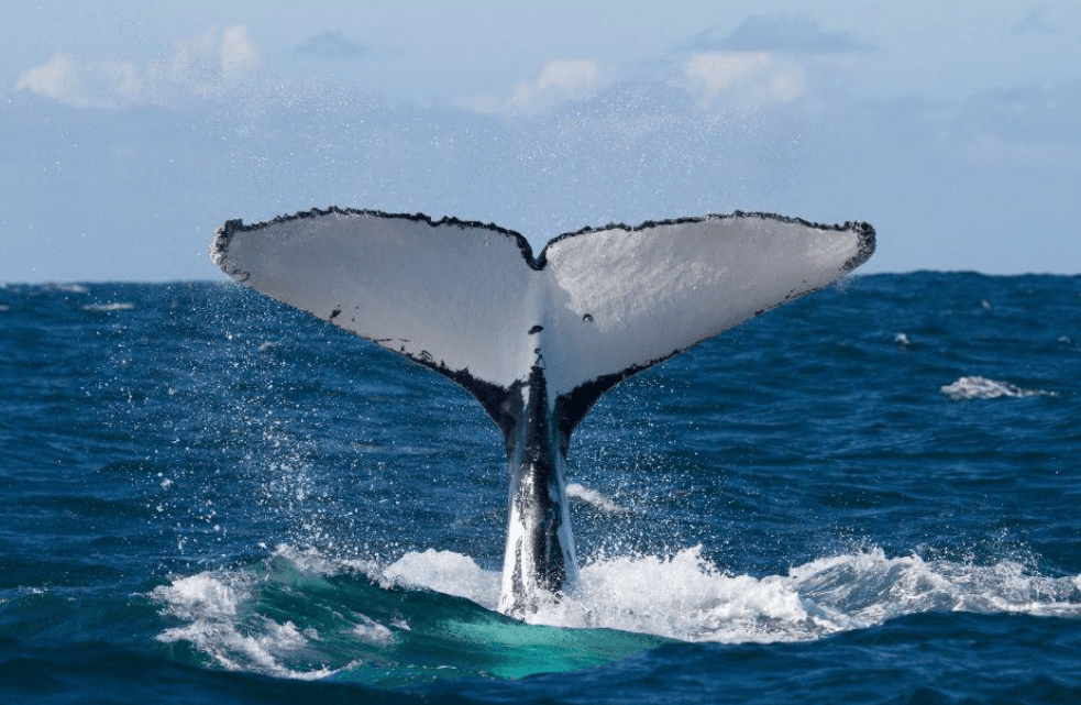 Por qué las ballenas jorobadas ruedan de lado en la bahía de Samaná