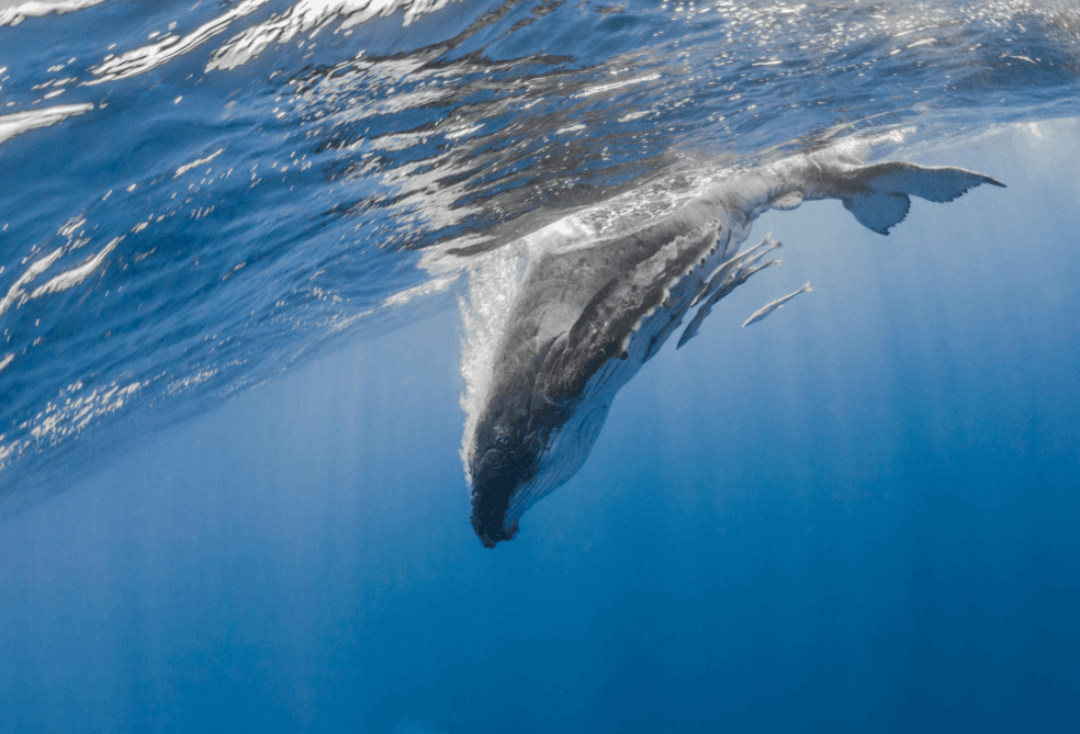 ¿Cómo respiran las ballenas jorobadas mientras nadan?
