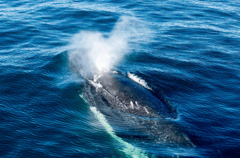 ¿Por qué las ballenas jorobadas tienen dos espiráculos?