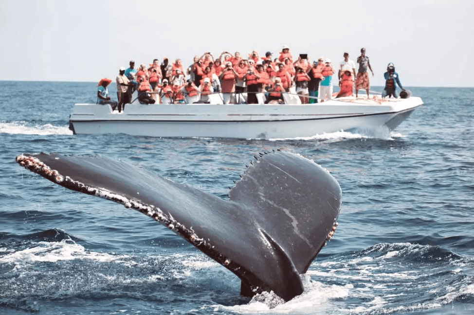 Cómo los guías estiman la distancia de las ballenas en la Bahía de Samaná