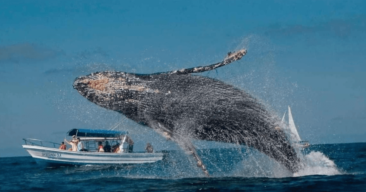 Por qué las ballenas jorobadas siguen apareciendo en un área
