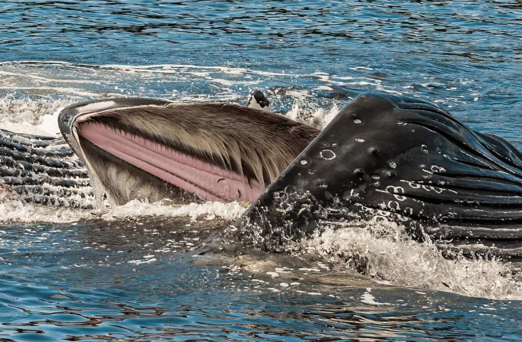¿Cómo duermen las ballenas jorobadas? Comportamiento de reposo explicado