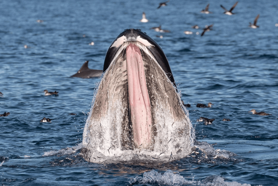 ¿Cuánto tiempo viven las ballenas jorobadas? Guía de vida útil