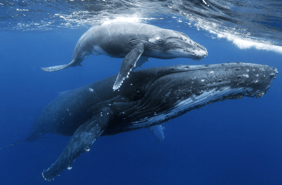 ¿Qué tamaño tienen las ballenas jorobadas? Guía de tallas y pesos