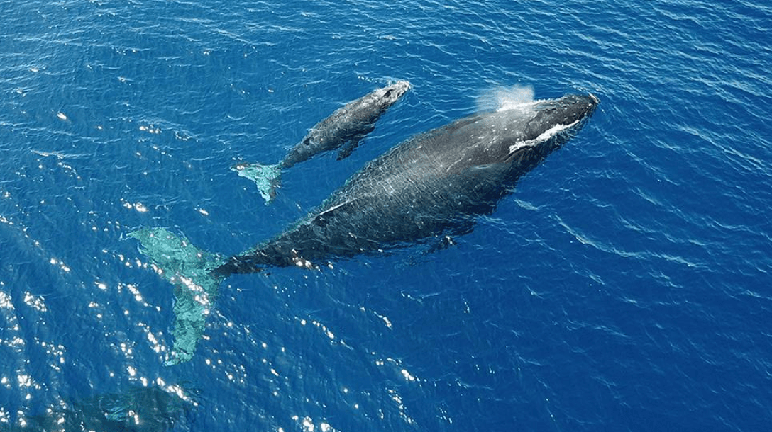 ¿Cómo se comunican las ballenas jorobadas? Sonidos y Señales