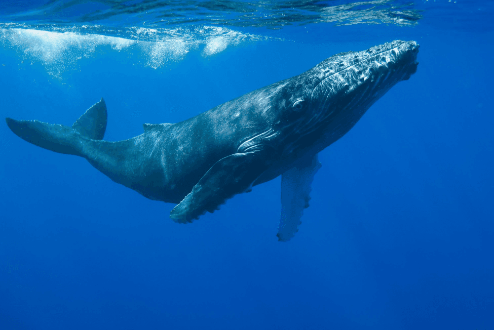 ¿Qué tan rápido pueden nadar las ballenas jorobadas? Guía de velocidad
