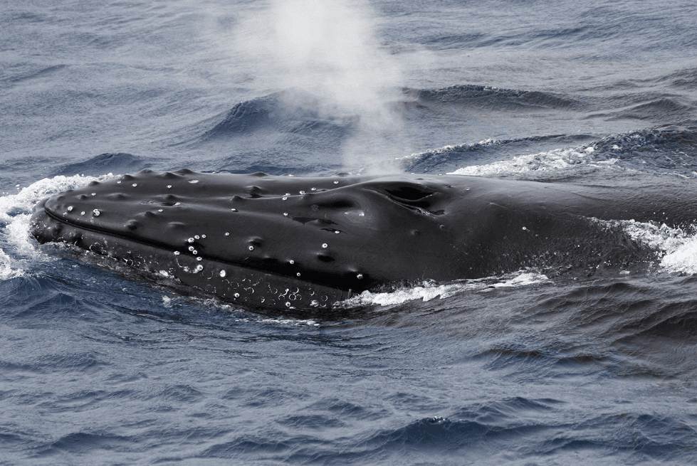 ¿Cómo se mantienen calientes las ballenas jorobadas en agua fría?