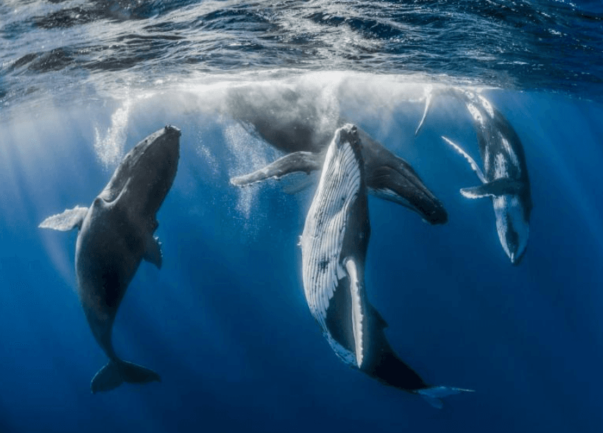 ¿Cómo descansan las ballenas jorobadas mientras respiran en la Bahía de Samaná?
