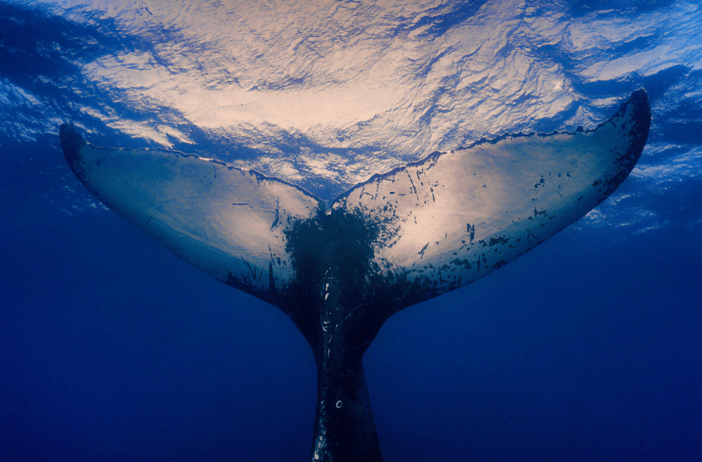 Why Do Humpback Whales Sometimes Swim on Their Sides?