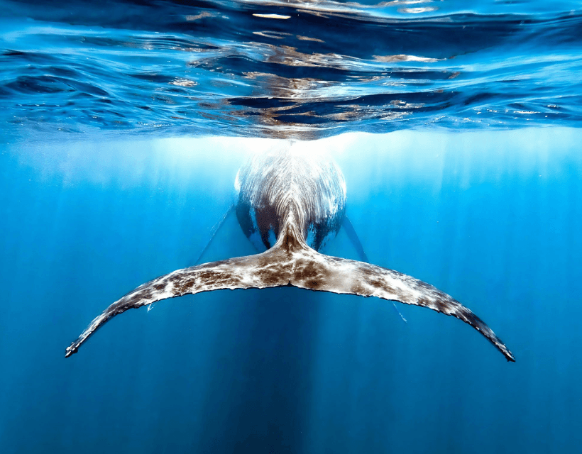 Why Do Humpback Whales Slap Their Fins in Samaná Bay?