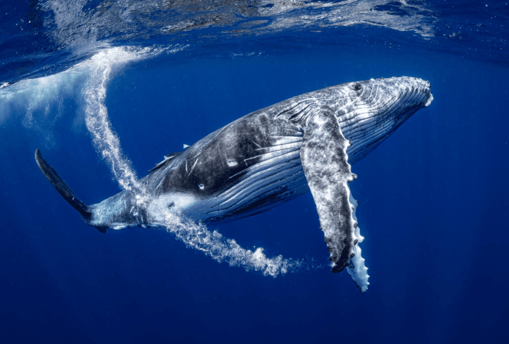 Why Do Humpback Whales Slap the Water With Their Fins?