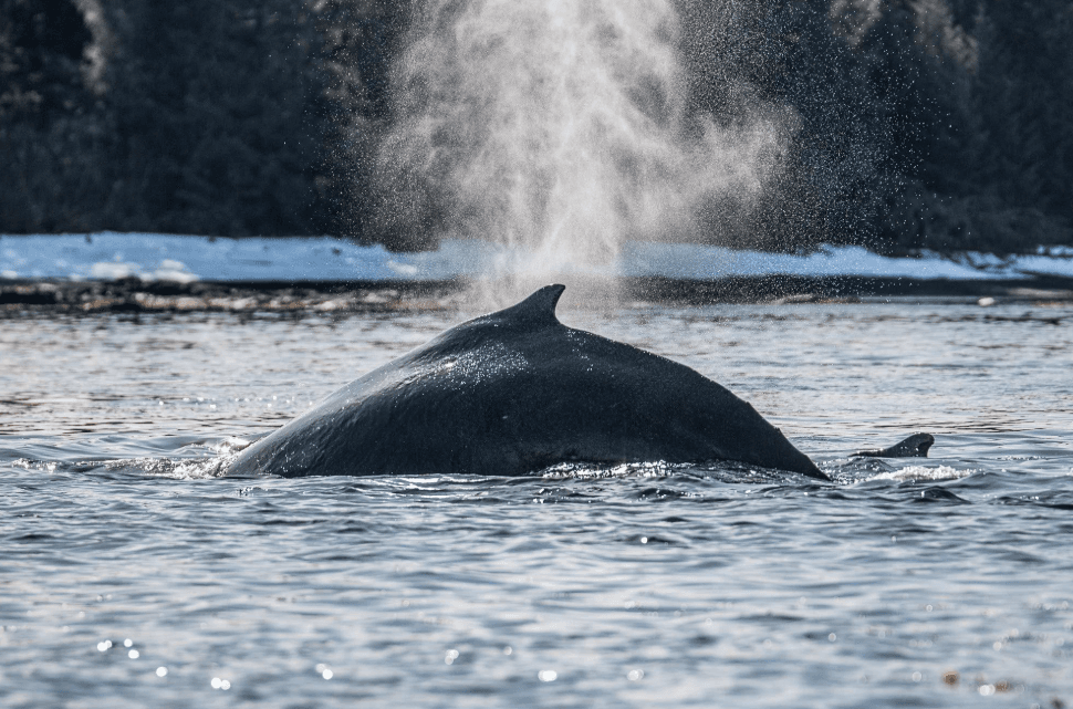 How Humpback Whales Use Different Parts of Samaná Bay