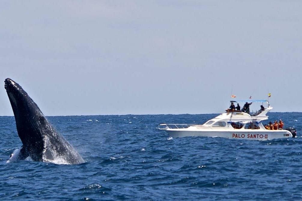 Avistamiento de ballenas en República Dominicana: Guía de viaje de Samaná