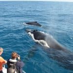 Santo Domingo: Private Samaná Whale Watching & Cayo Levantado (Bacardi Island) — Guided tour and outdoor activity